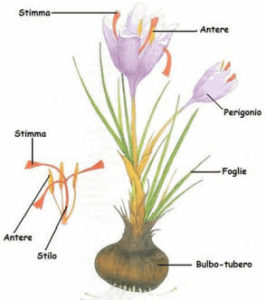 Schema del fiore di Zafferano